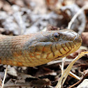 Northern Water Snake