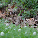 Brown Thrasher