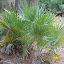 Saw Palmetto