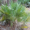 Saw Palmetto