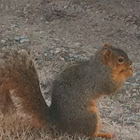 Fox squirrel