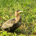 Cormorant