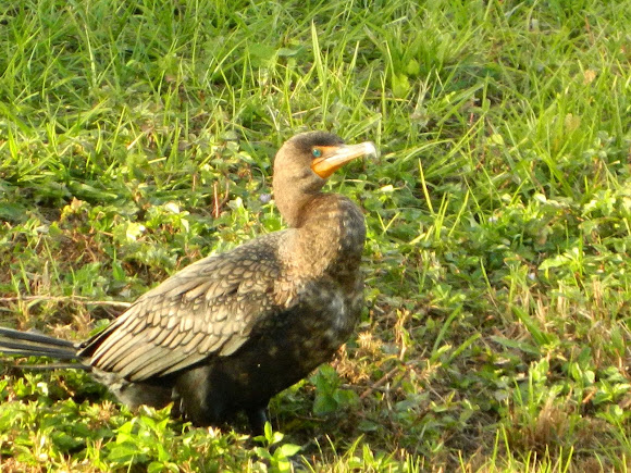 Spotting Image 1