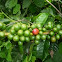 Cafeto