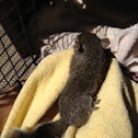 baby gray squirrel