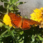 Gulf Fritillary