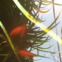 Goldfish