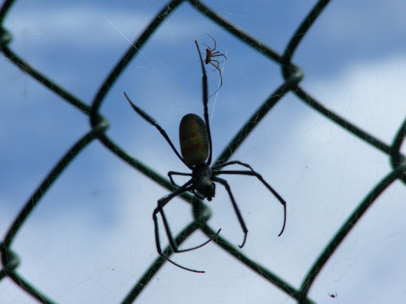 Spotting Image 1