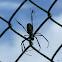 Golden orb-web spider