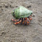 Hermit Crab
