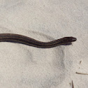 Salt Marsh Snake