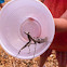 Carolina Mantis