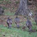 Wild Turkey