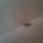 Citrus Flatid Planthopper