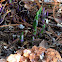 Hosta