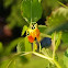 Spotted jewelweed