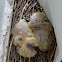 Baby Rock Pigeon