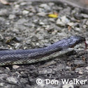 Texas Rat Snake