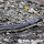 The reptiles and amphibians of the Blackland prairies of Texas