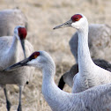 Sandhill Crane