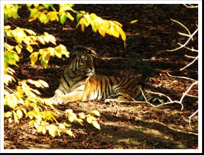 ZOO (9)