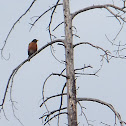 American Robin