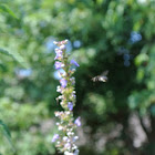Black Bee