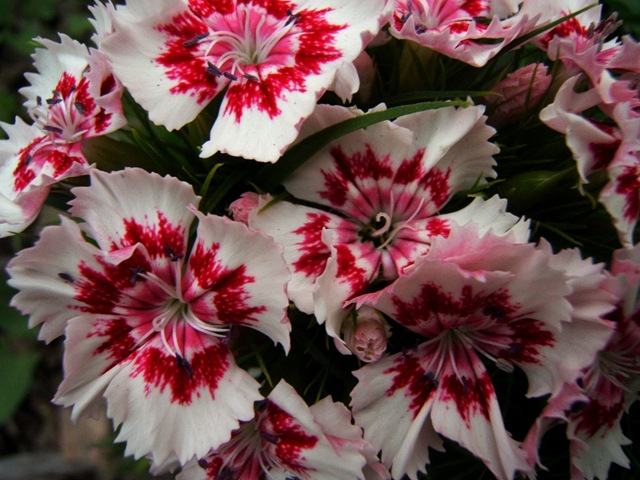[2008_0611image0017[2].jpg]