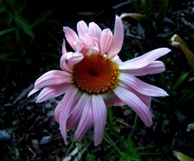 [small daisy[6].jpg]