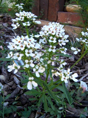 [2008_0715image0004[8].jpg]