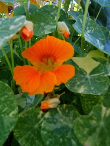 [2008_0715image0019[3].jpg]