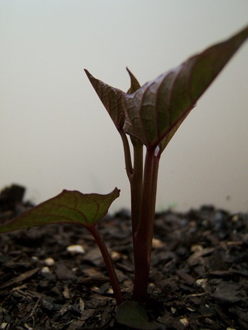 [2008_0716image0035[6].jpg]