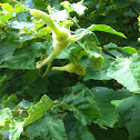 Beaked Hazelnut