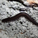 Julus curvicornis - mnohonožka