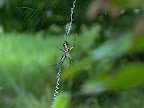 P1000259.jpg