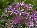 Wild flowers "exploding" in Stuttgart Germany.jpg