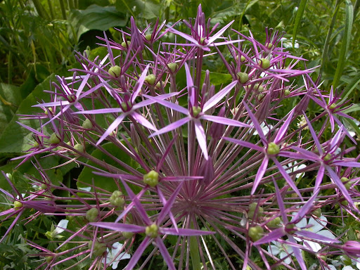 Wild flowers "exploding" in Stuttgart Germany.jpg