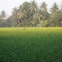 Mustard plants