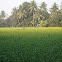 Mustard plants