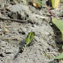 Eastern Pondhawk Dragonfly (female)