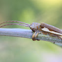 Acacia longicorn