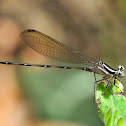 White Argia Damselfly
