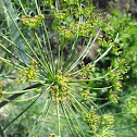 dill weed