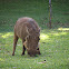 Warthog