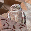 Spotted Owlet
