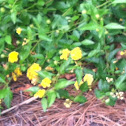 Bee Spotting-Lindsey Garrett