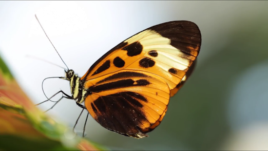 How to install Video Touch - Bugs & Insects 2.35 unlimited apk for android