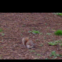 Eastern Gray Squirrel
