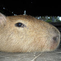Capybara