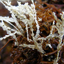 Red Algae (Corallina sp.)